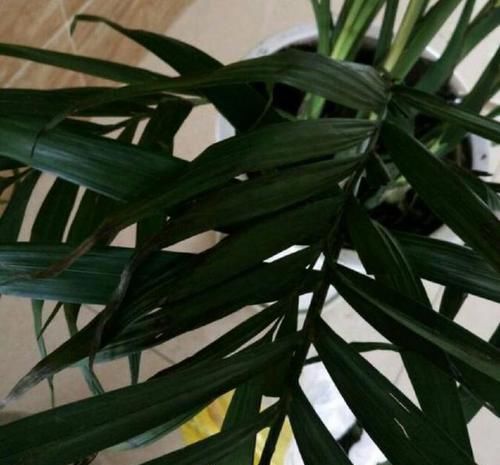  [夏季养护富贵椰子]养一盆东南亚风光植物富贵椰子，总是干尖发黄怎么办？小心这种虫