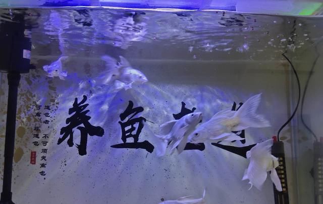  「鱼缸」接近一个月没有换水也没有加水的鱼缸，观赏鱼会出现哪些问题？