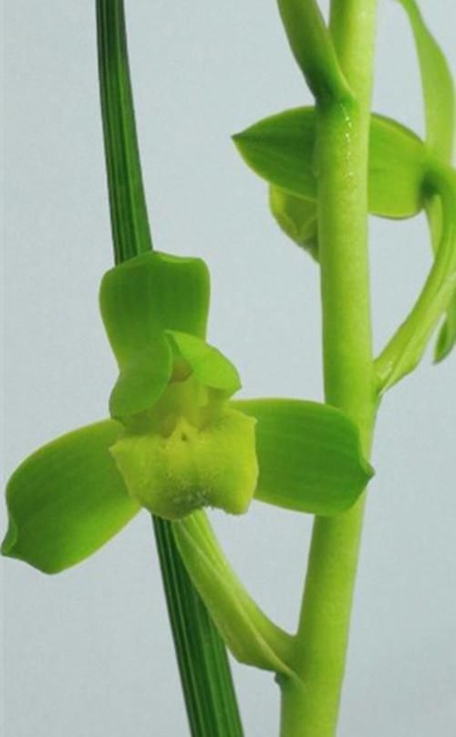  『蕙兰国荷』此花以独特的花色赢得花迷们的青睐，花量巨多，花香四溢，易养活