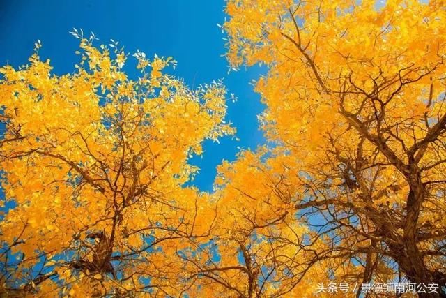 额济纳：中国最美的秋天！