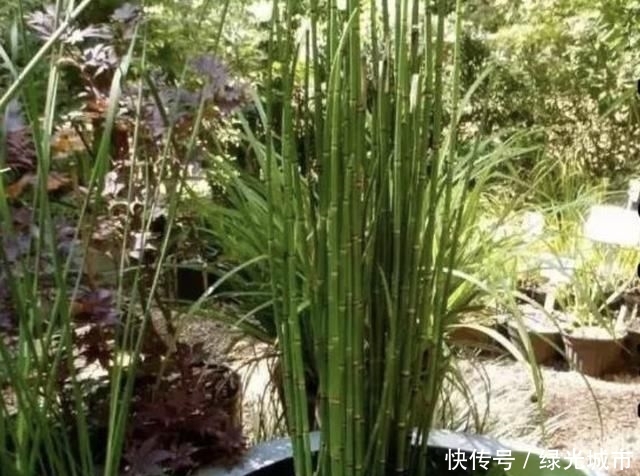 『杂草』大山里,“1种野草”繁殖快,陈大姐挖了“14棵”,种盆里卖18元