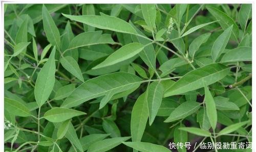 农村一种植物，籽掉地上没人要，殊不知价值珍贵，城里卖8元一斤