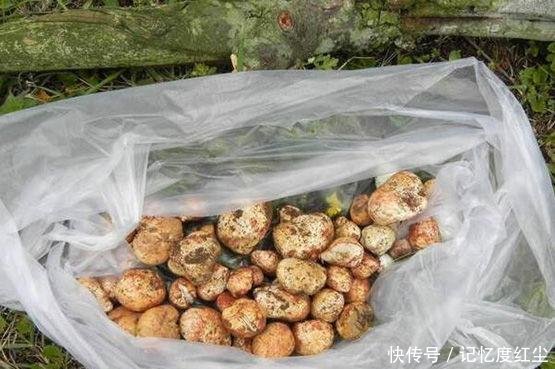 大爷在草堆里发现一堆“白色石头”,仔细辨认后,笑得合不拢嘴