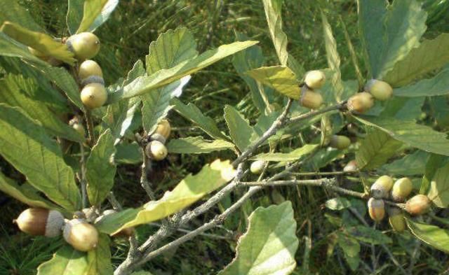  果树：山上的“一种果树”，果实就是“陀螺”，孩子值得好好采