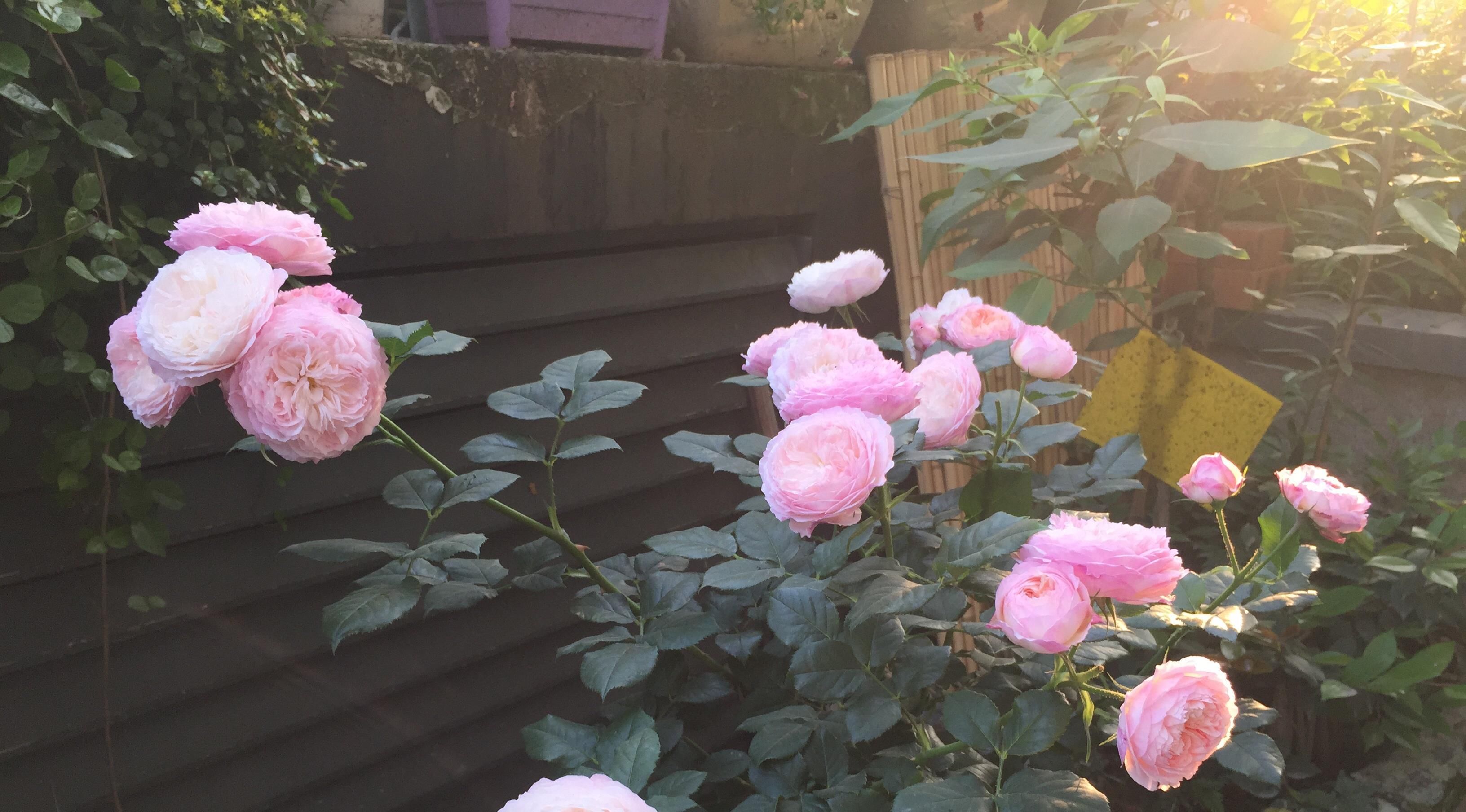  『值得』一花多色，花香浓郁，多季重复开花，还很便宜，此盆栽花值得拥有