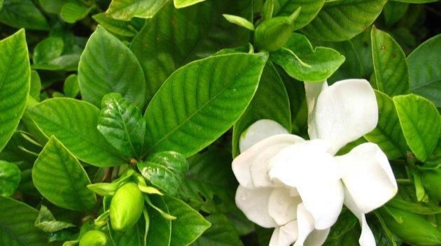  [栀子花]开春的栀子花这样养，叶子繁茂，绿油油！