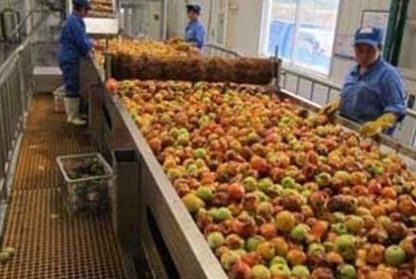  不能吃：今年村里又有人来收落果，这些果子又不能吃，为啥年年