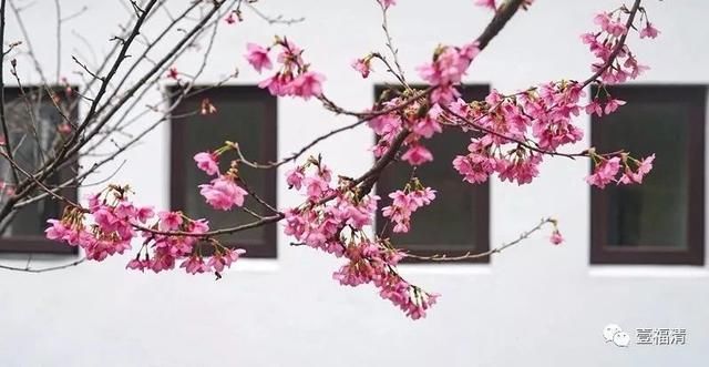 福清樱花太美！春节不用去日本在这里就可以看见大片樱花园~