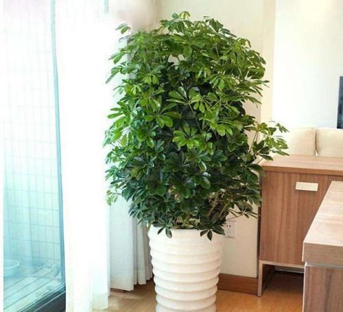  「长寿花」家里养花，选5种花准没错，人养花，花也养人，一盆盆全精品