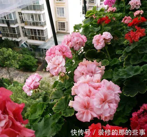  「窗子」窗台养上4种花，推开窗子就是花园，一不小心成花海！