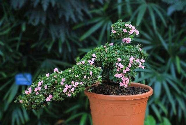  花钱：春天养花宝都在野外，挖点肥沃的养花土，不花钱养花好