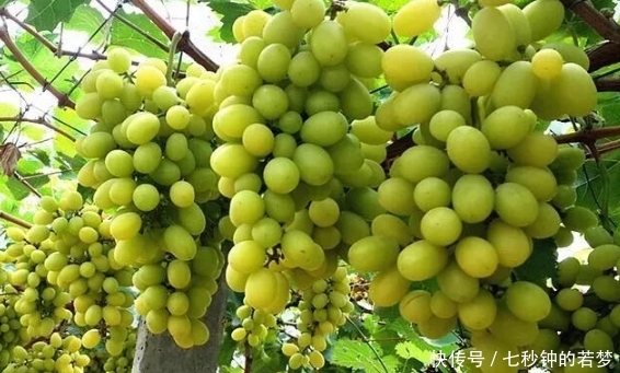 一亩收入可以到10000元以上的农作物有哪些?