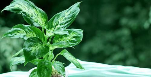  『万年青』水培的斑马万年青，叶子总是发黄，为什么会出现这种情况呢？