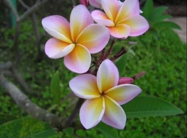 绿色:每日植物|鸡蛋花