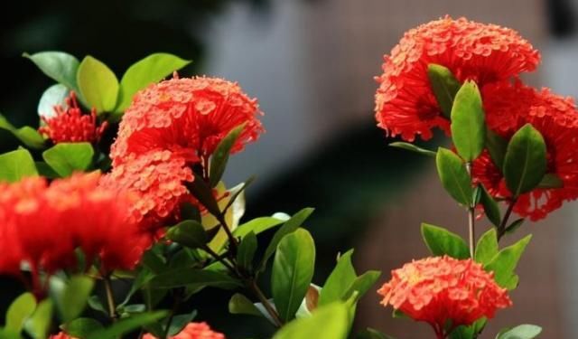  「花苞」家养“龙船花”，一口“激素”不能少，花苞上百，花一开就上千朵
