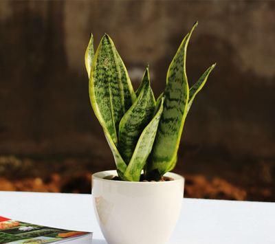 「美艳」家里养这些花,不用操啥心,枝头窜满花苞,阳台变成小花园,美艳