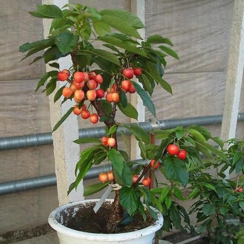  金钱树■养两盆植物就能够欣赏一整年，花期超长的花卉盆栽