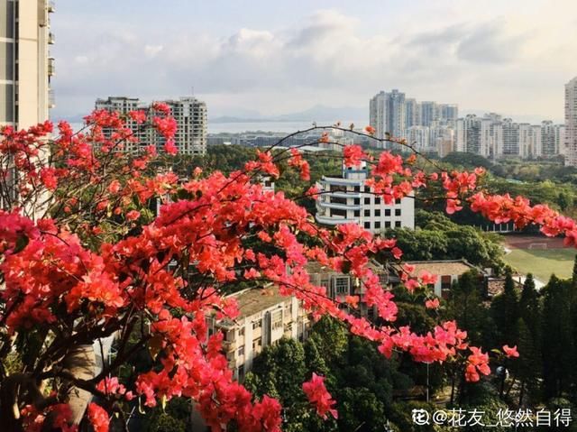  放在光照好的地方多■20种花，春天最爱疯长，爬满墙、爆开花，疯狂刹不住闸！