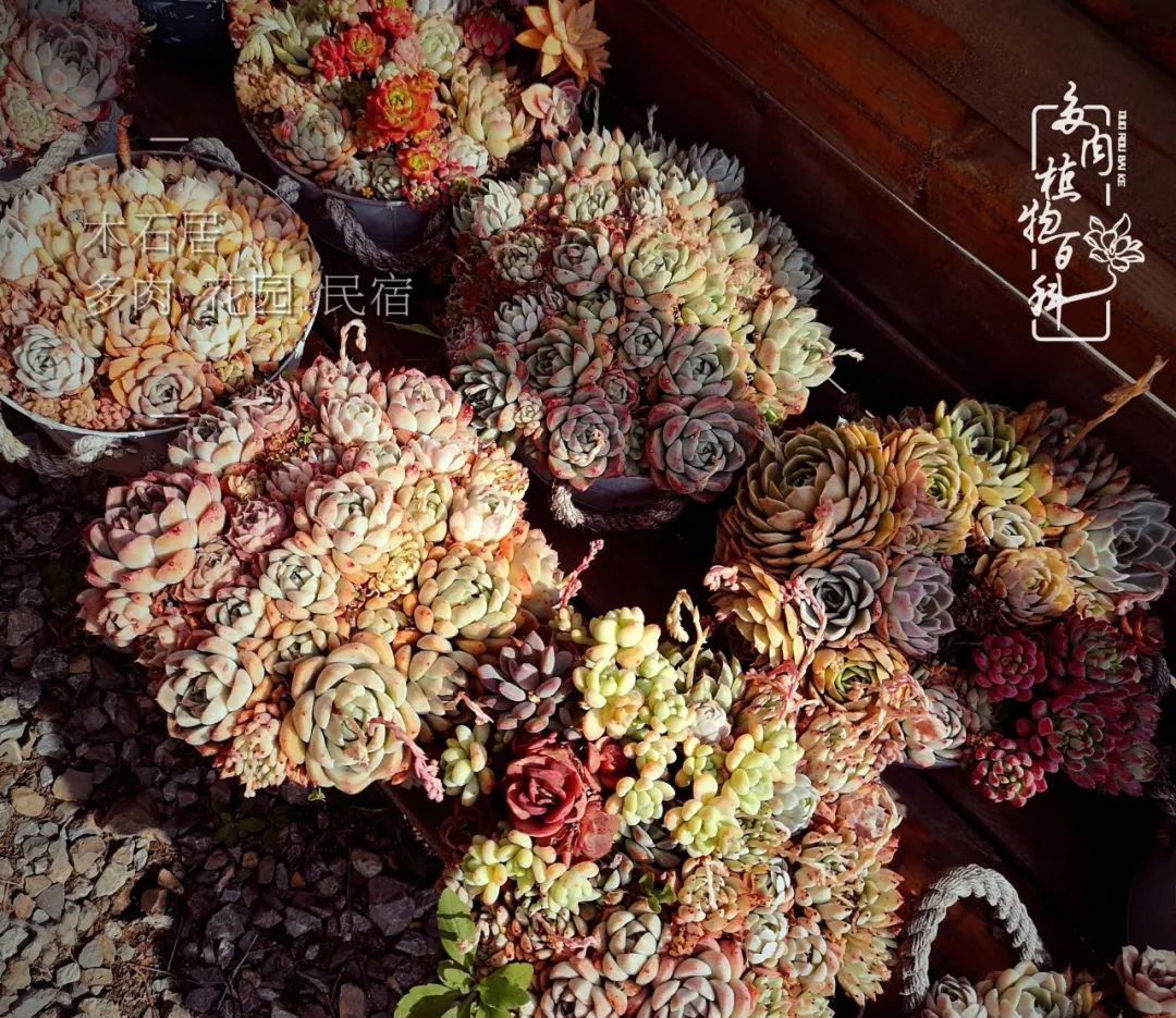  『植物』八种号称“养不死”的多肉,你养了几种?
