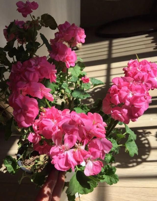  「球老师爱吃薄荷冰淇」封闭阳台养花，防盗窗有大用，1平米也能变花园！