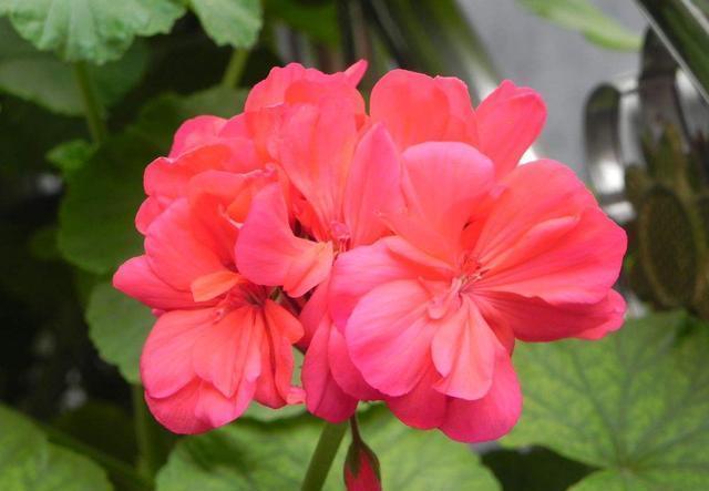 #养花#养花就养此3种,开花量大颜色鲜艳,好养易活抓人眼球,适合新手