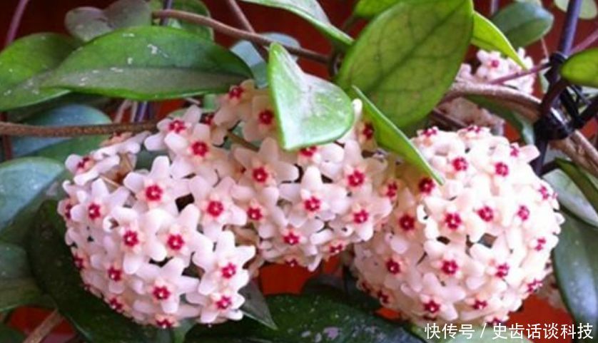  「虎皮兰」卧室就养“3种花”，赏心悦目，清香安神，改善睡眠质量！