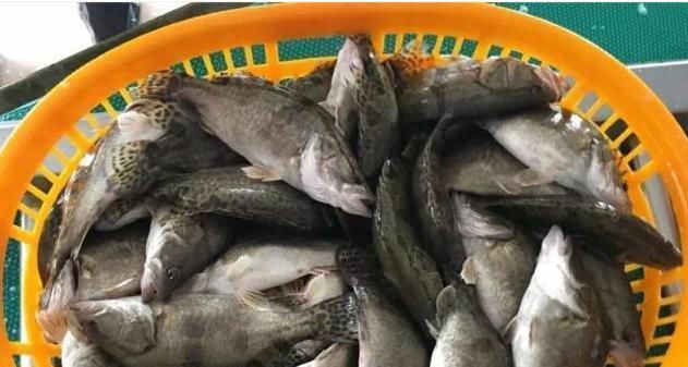  肉质：去年20元还卖不动，今年价格直上50元一斤，比石斑鱼贵
