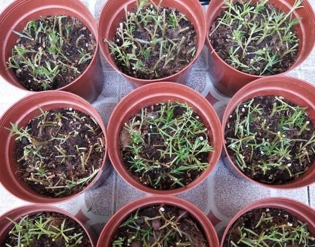  植物@植物养着养着就死了,其实砍一刀就解决,一周就呼呼冒新芽!