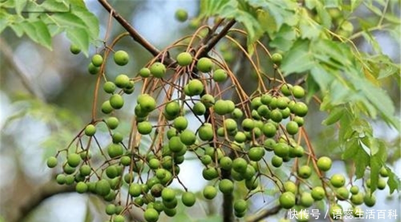  「果实」儿时摘来打弹弓，价值很高却少人知，如今农村很少见到