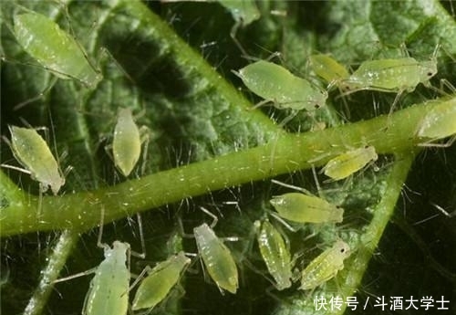 『蚜虫』月季花遭殃了,被蚜虫大军包围,“小白药”伺候上,统统杀光光