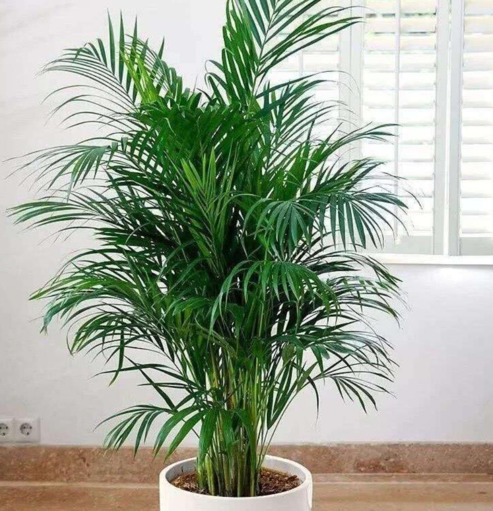 「大叶绿萝」客厅养4种“大叶植物”,清新自然,美观大方,还能改善空气质量