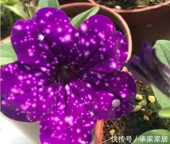枝条|浪漫星空矮牵牛,花朵如梦幻星空,春天养一盆吧!太美了