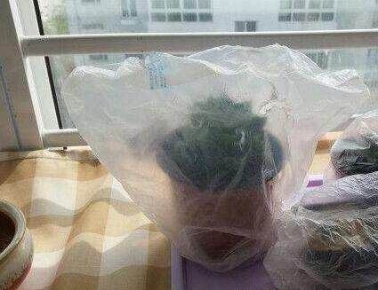 『老妈』老妈给多肉套上塑料袋,一周后,神奇出现了