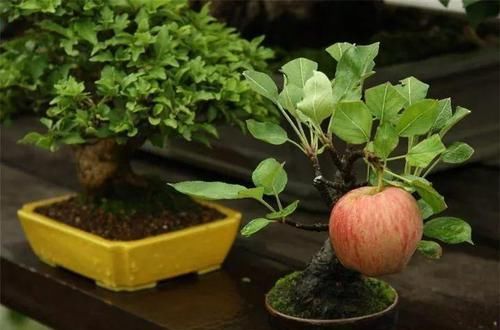  花盆@一个碗大的花盆，也能种出苹果树？别说，看着还挺诱人的！