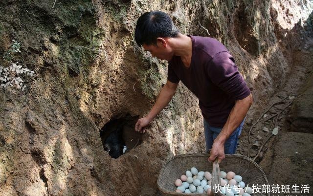  「返乡」17岁外出打工，21年后返乡养殖乌鸡，年收入60万元