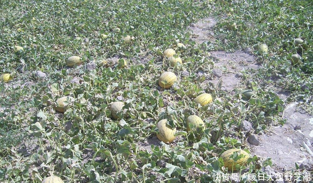  外地：被誉为“瓜中之王”，产地6毛一斤，外地价格却一年比一年
