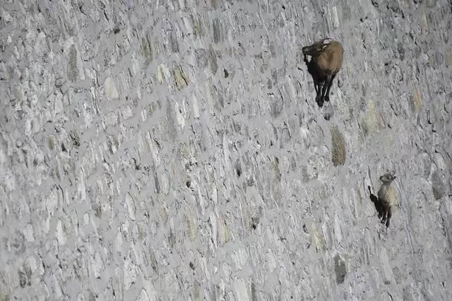 中国游客看到大坝上一些小黑点在动，把镜头拉进后所有人惊呆了