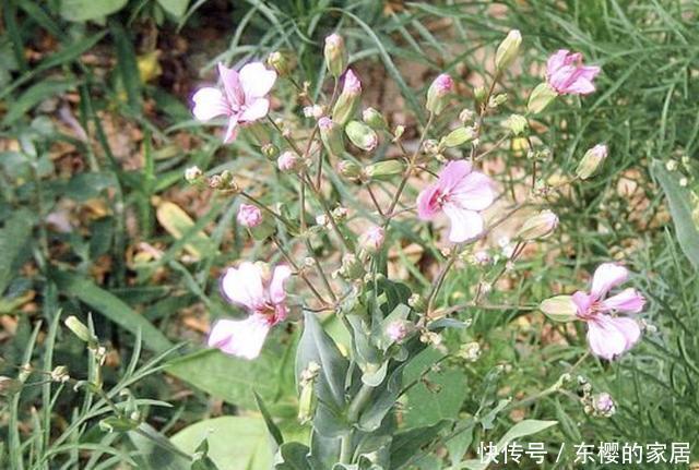  人称|生长在农地里，人称“麦蓝菜”，看着像“满天星”，价值高，珍贵
