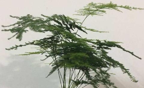  「越长越」刚给文竹剪完枝，能不能换盆？教你几招，叶片繁茂，越长越旺盛