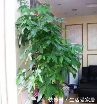 随便|这“6种花”客厅随便养2盆,养人“旺财”还镇宅,越有钱越爱养
