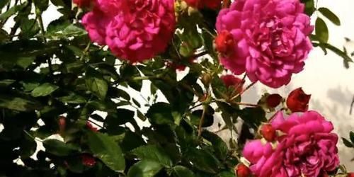 『绿萝』这种花卉比绿萝和吊兰好养，花型似铃铛，开花时间长，招人喜爱