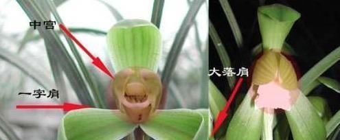  [牢记]高档兰花如何挑选？这些兰花鉴赏知识要牢记，尤其是新手