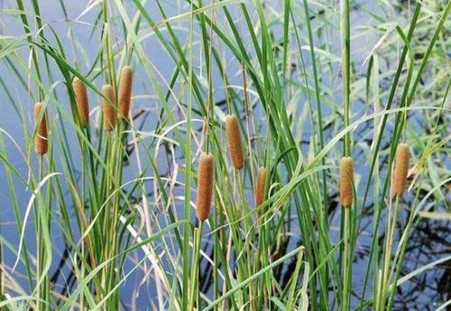  『植物』小溪边、河边，有1种“香蒲草”繁殖快，1个月繁殖一片，植株珍贵
