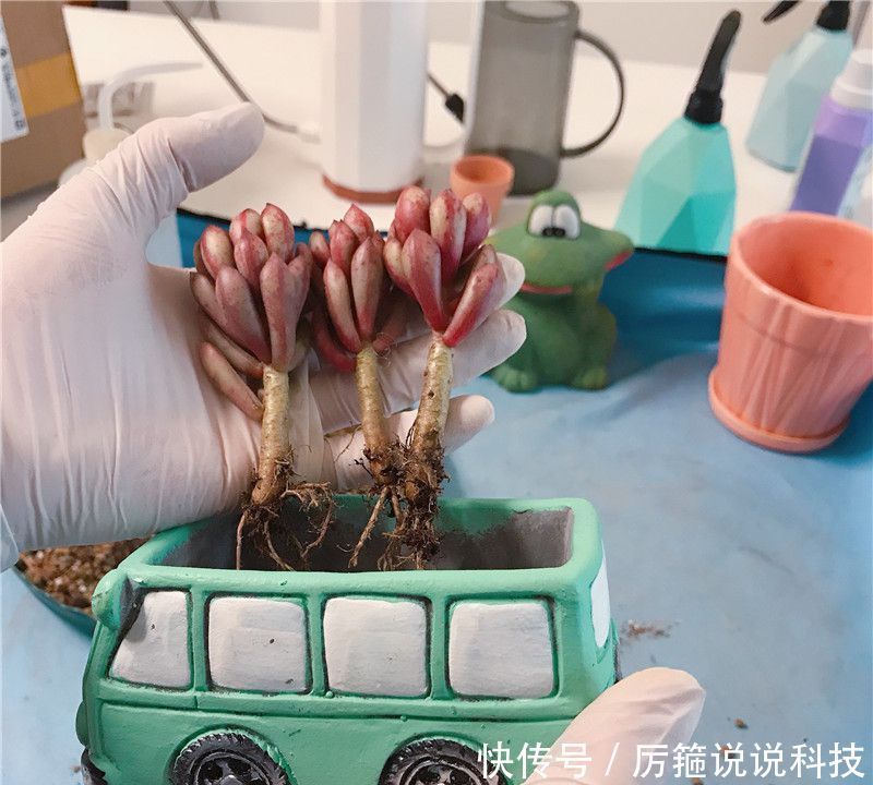  『服盆』上盆：3棵“红树”多肉，1辆车，丹格朗司，养出“文艺范”！