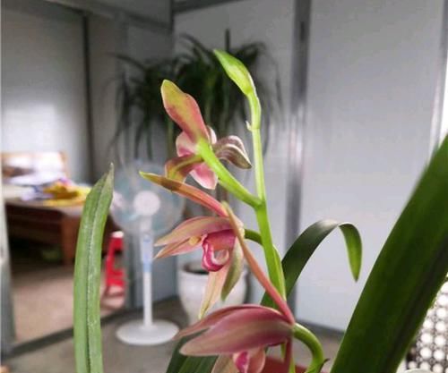 服盆■花600块钱在网上买的兰花老头苗是不是被骗了,怎么种兰花服盆快