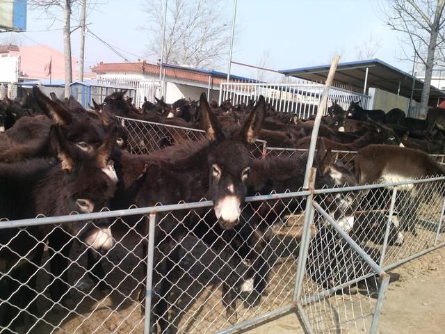 巴基斯坦为中国养驴，驴皮价16年暴涨150倍，中国驴却受到嫌弃