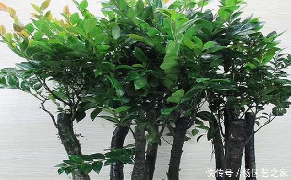 牡丹|堪称我国最好养的盆景,不仅比牡丹大气,而且美观寓意好