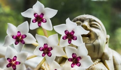  「越好」3种花漂亮又好养，浇水越少长的越好，开花很漂亮，适合新手养护