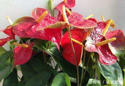 #养花#喜欢在家中养花,就来看看3种花卉,花期长,花朵高雅美丽,漂亮