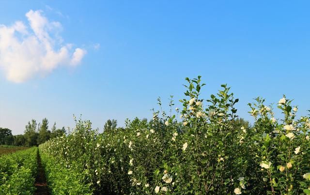  木槿树：老农种植一种植物，早上开花，晚上花谢，价值很珍贵